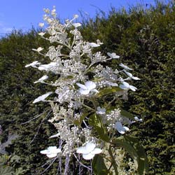 Hydrangea, panicle Unique